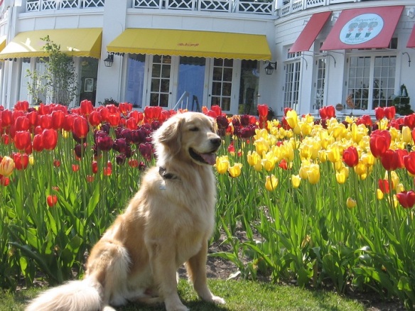 Tulips, Bear, and the Grand Hotel