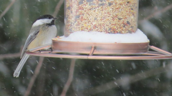 This little Chickadee is lucky to have friends on the island . . . like Clark Bloswick!