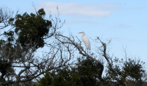 And a wonderful Egret resting in the top of a mostly dead tree.
