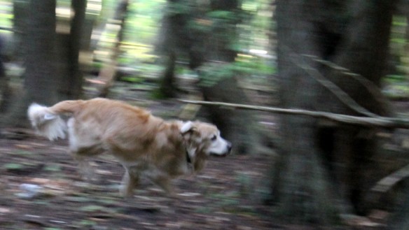 Doing what he loves best - racing through the Mackinac woods.