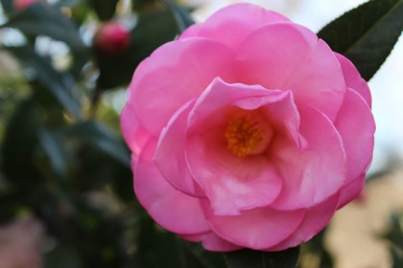 Lake Blackshear friend Marianne Lashley shared that the Camellias are blooming at the lake.  I bet our old yard is full of these pink and white blooms right now.  I miss Camellias . . . and I miss Marianne!