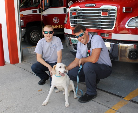 Here with volunteer Seth Carey and firefighter Andy Thomas, Gibbs has come a long way from the sad-eyed dog I photographed a few months ago.  